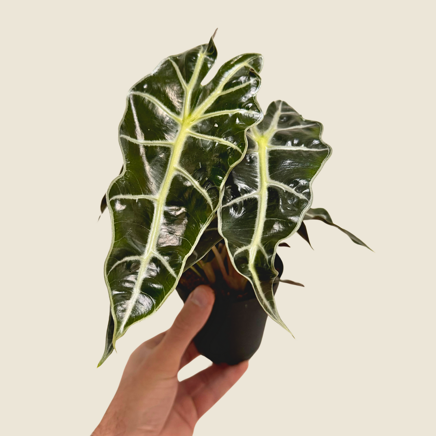4" Alocasia Polly
