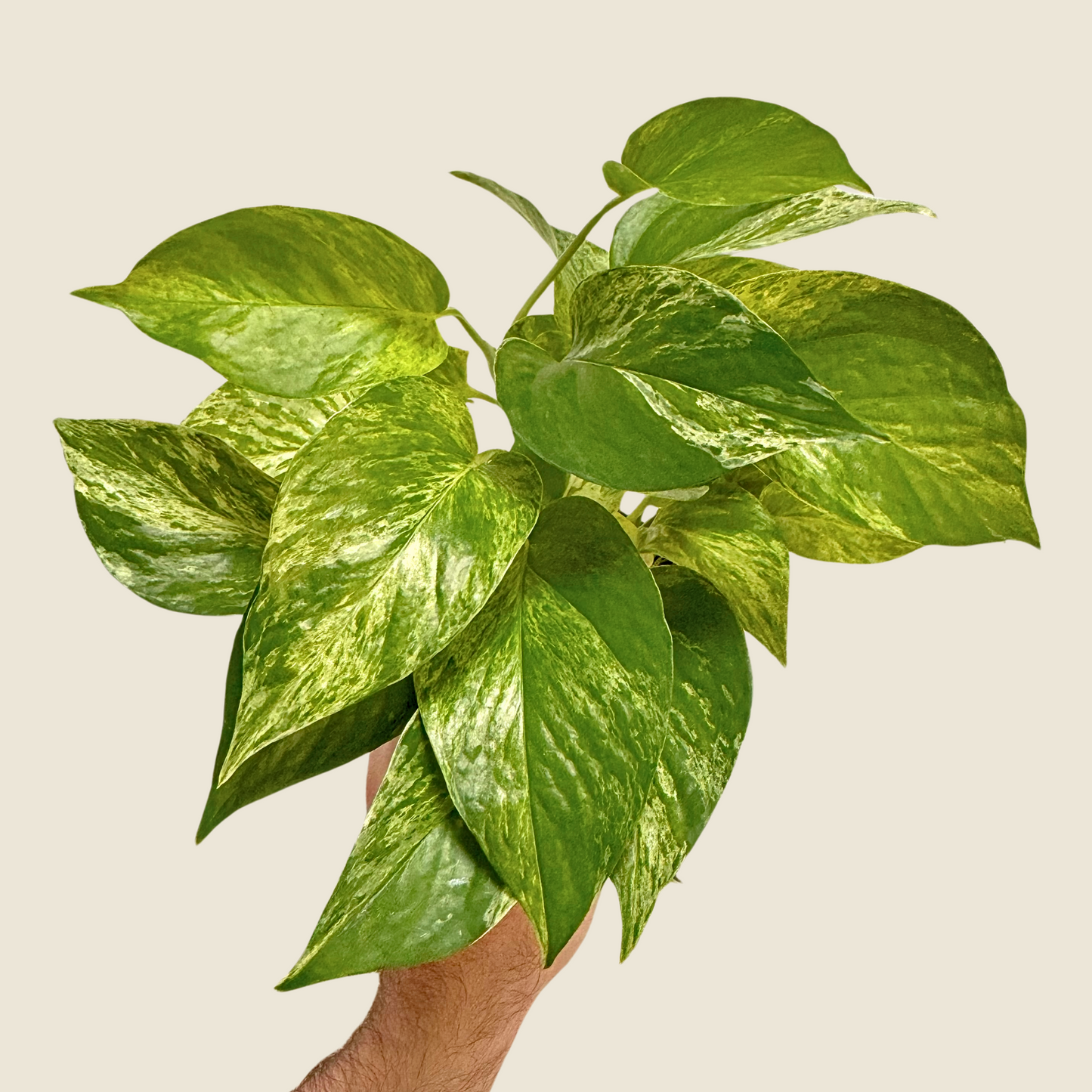4" Pothos Marble Queen
