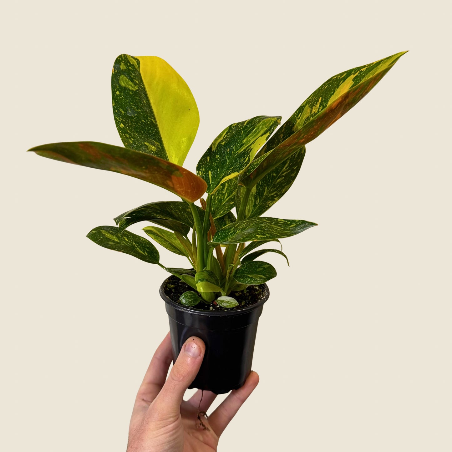 4" Philodendron Green Congo ‘Nuclear'