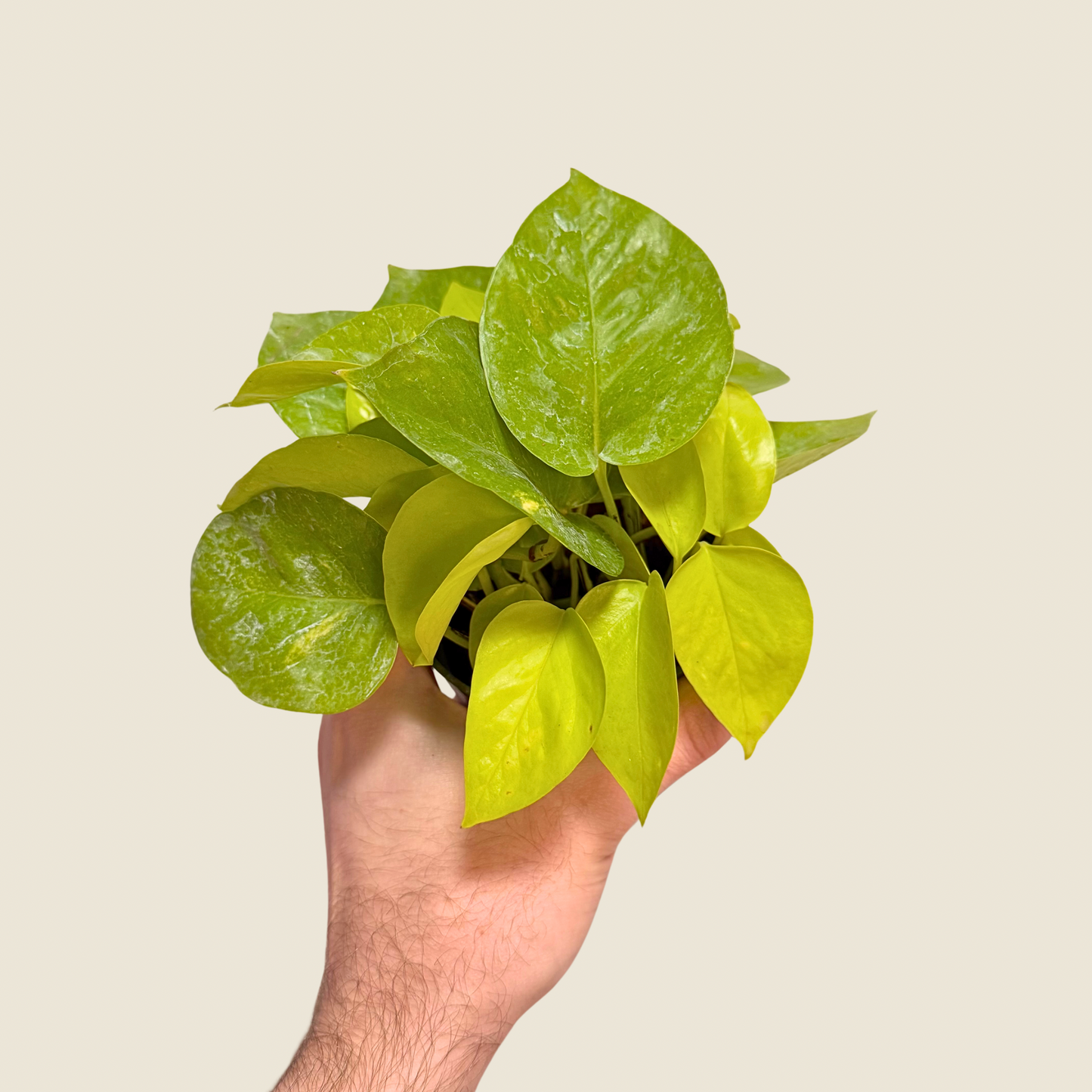 4" Pothos Neon