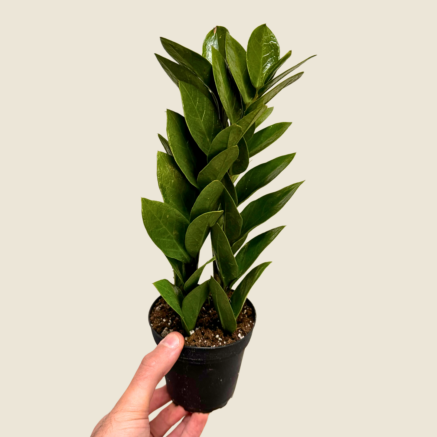 4" Zamioculas Zamiifolia 'ZZ'