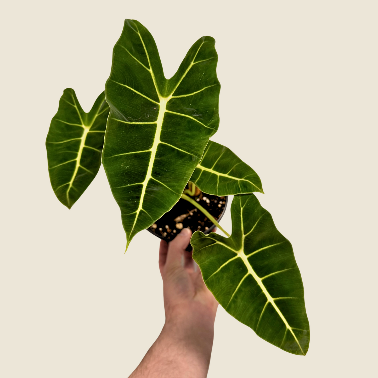 6" Alocasia Frydek