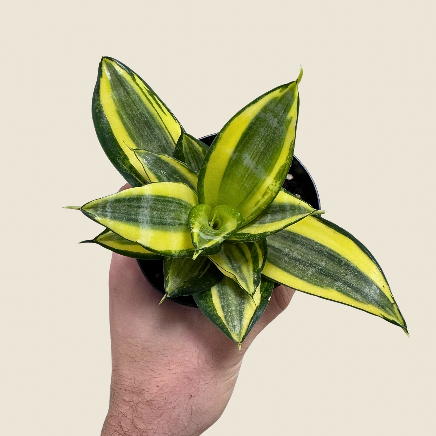 4" Sansevieria Golden Hahnii