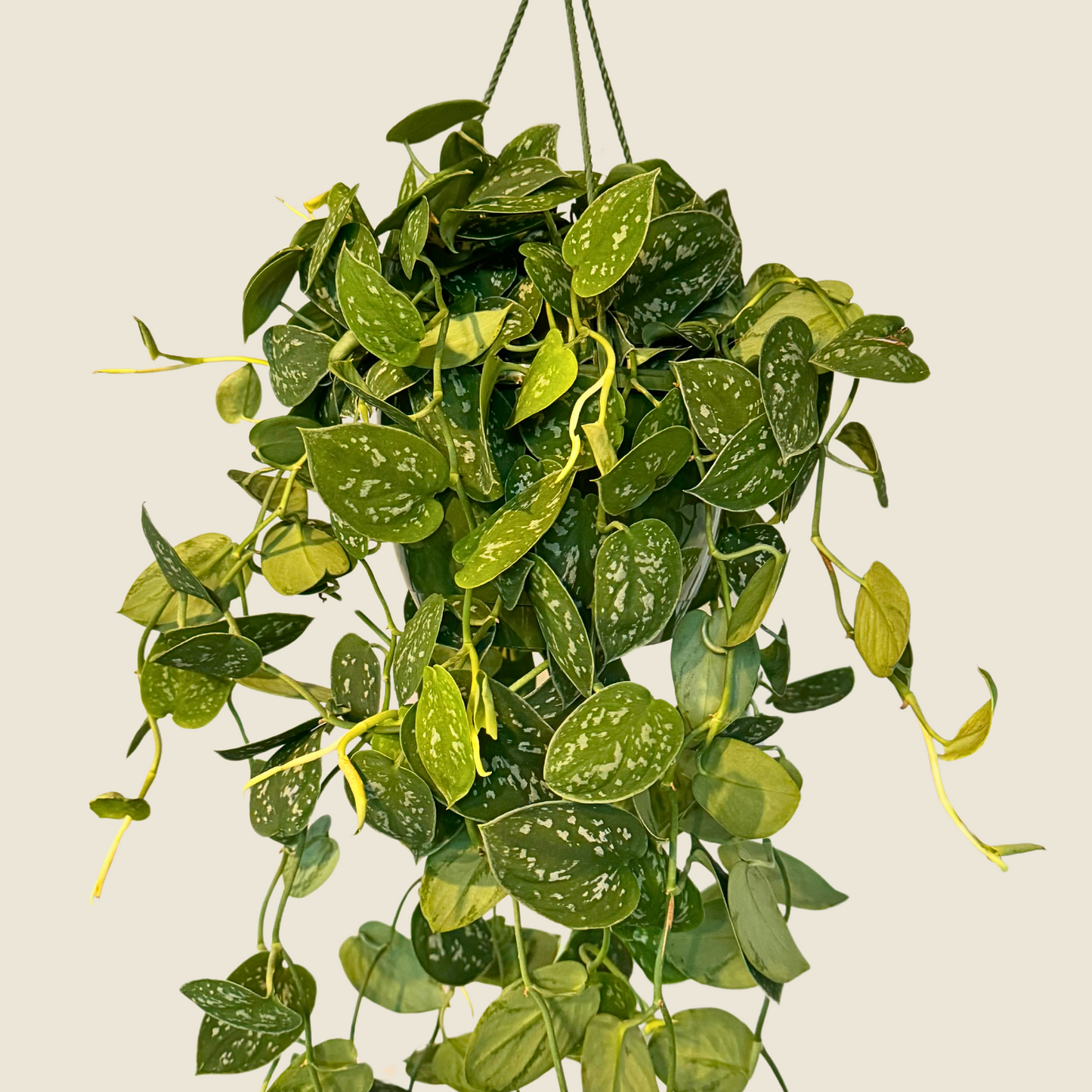 8" Scindapsus Pictus 'Satin' (Hanging Basket)