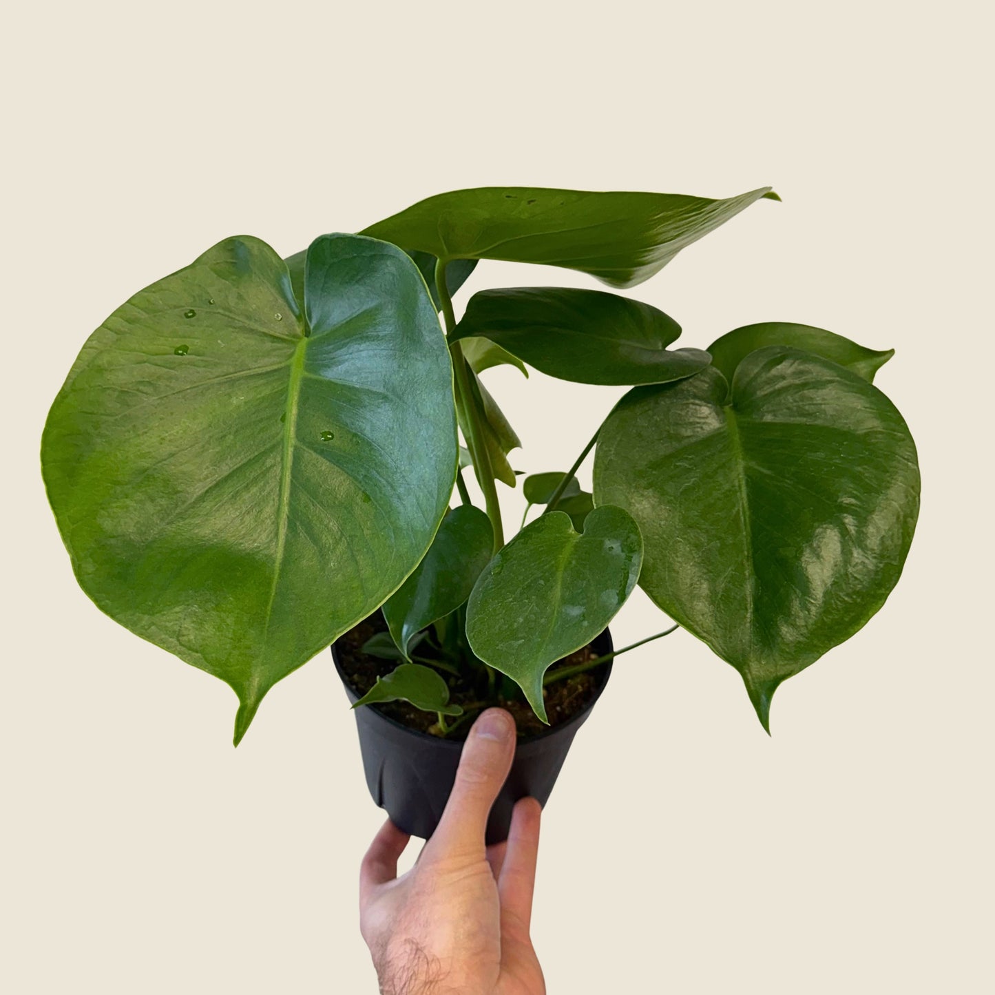 6" Monstera Deliciosa