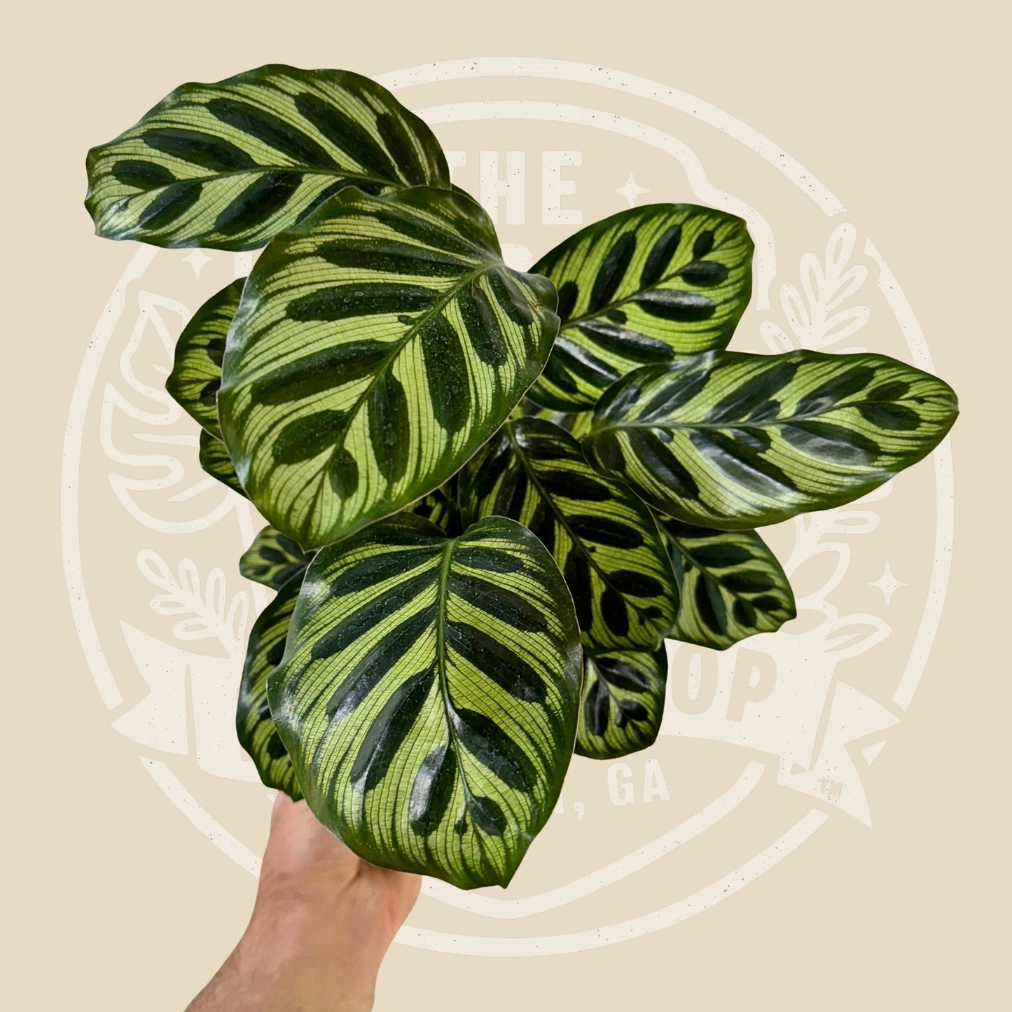 6" Calathea Makoyana