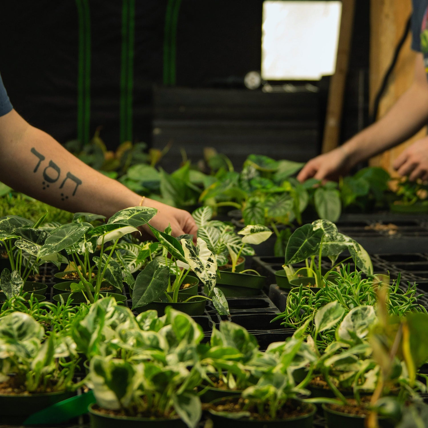 Houseplants