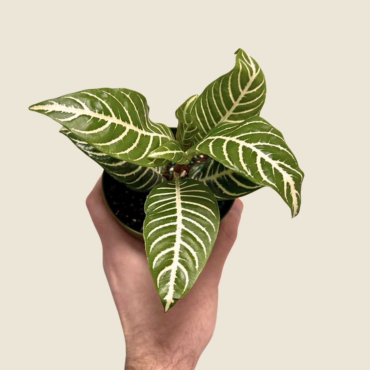4" Aphelandra Zebra 'Dania'