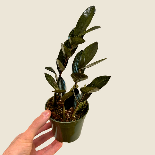 4" Zamioculas Zamiifolia 'ZZ' Black