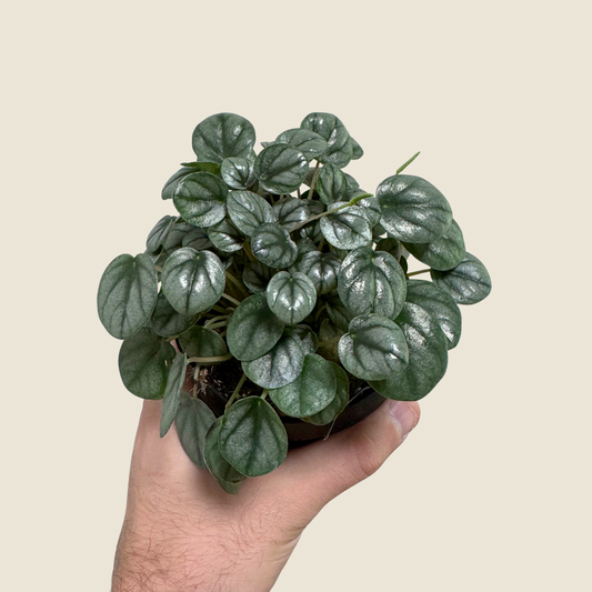 4" Peperomia Little Toscani