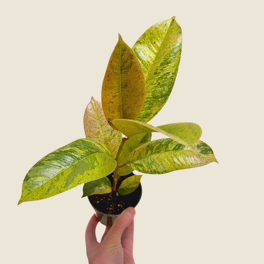 4" Ficus Shivereana 'Moonshine'