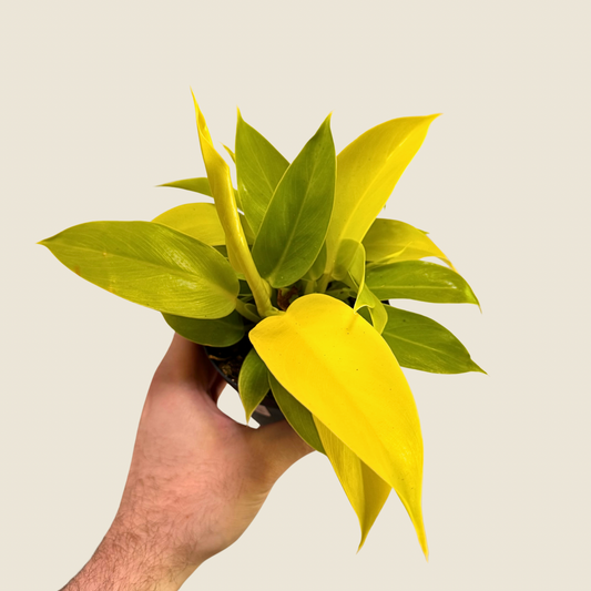 4" Philodendron Moonlight