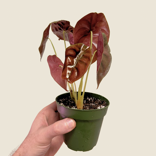 4" Alocasia Cuprea 'Red Secret'