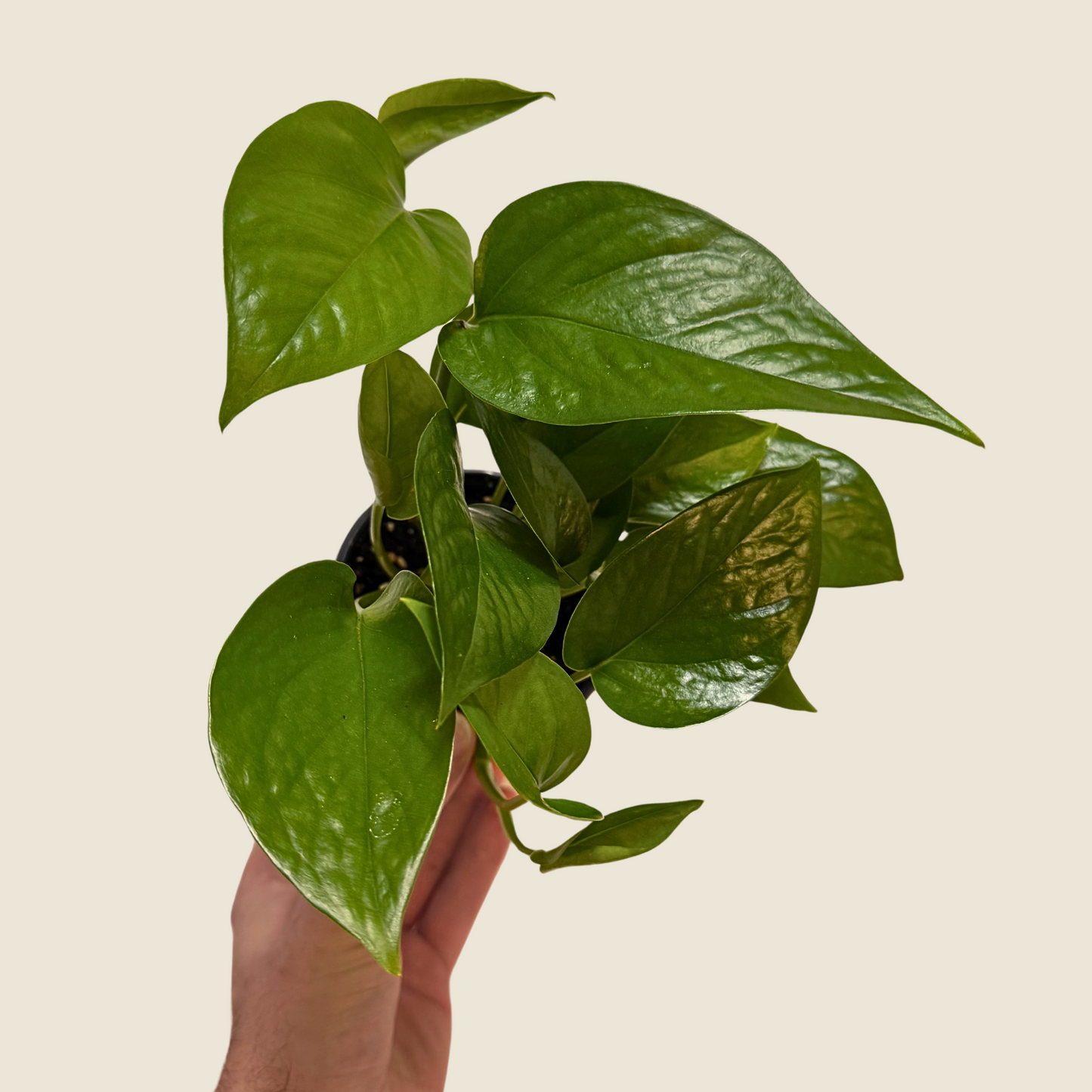 4" Pothos Jade