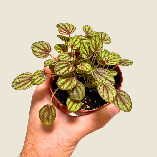 4" Peperomia Piccolo Banda
