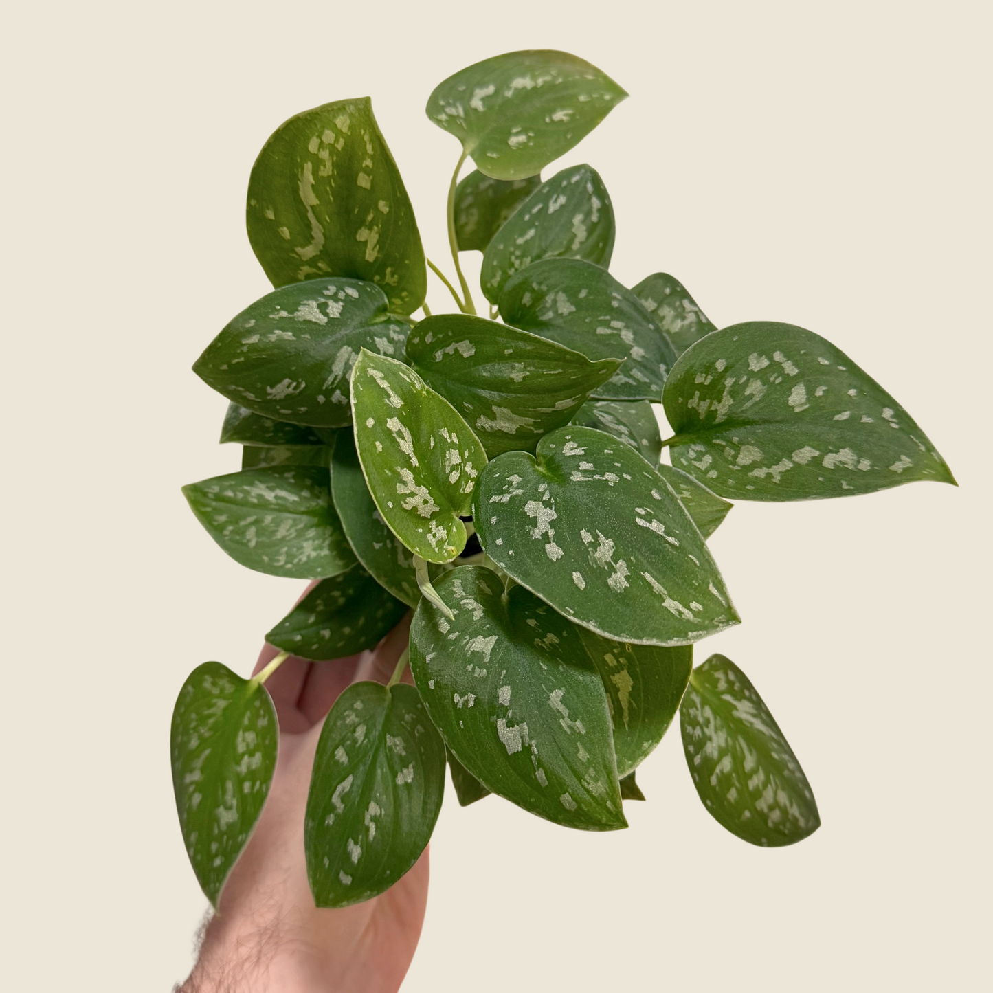 4" Scindapsus Pictus 'Satin'