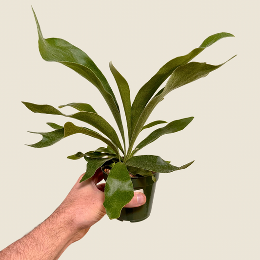 4" Fern Staghorn