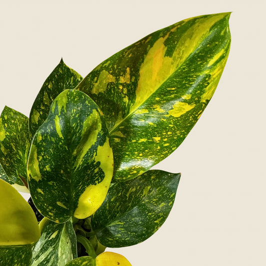 4" Philodendron Green Congo ‘Nuclear'