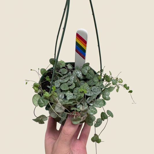 5" String of Hearts (Hanging Basket)