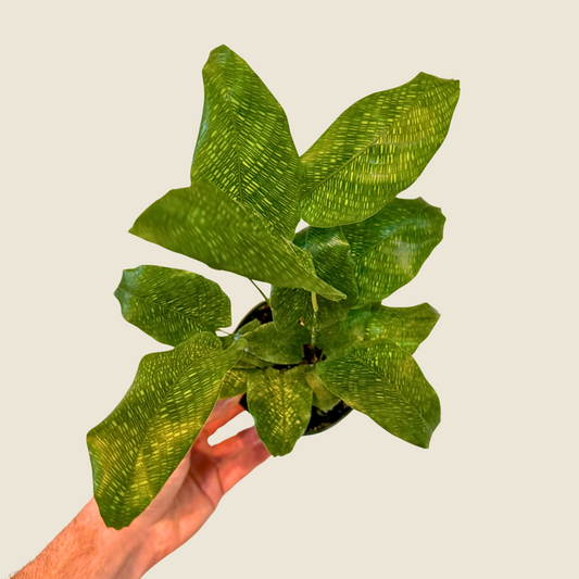 4" Calathea Musaica