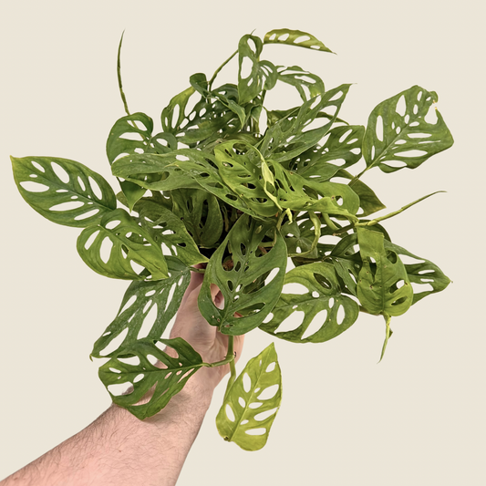 6" Monstera Adansonii 'Swiss Cheese'