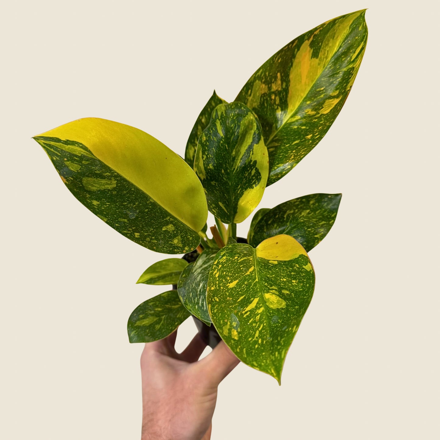 4" Philodendron Green Congo ‘Nuclear'