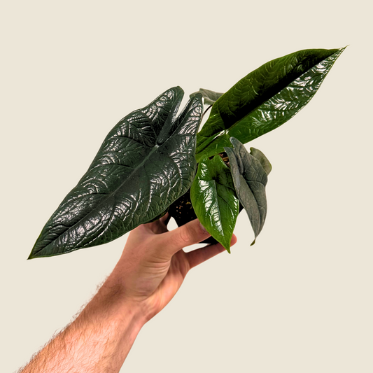 4" Alocasia Scalprum
