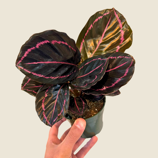 4" Calathea Dottie