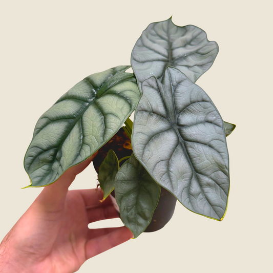 4" Alocasia Baginda 'Silver Dragon'