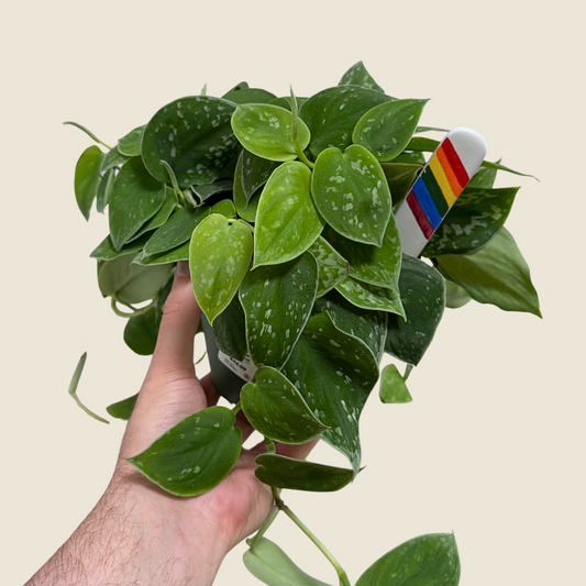 6" Scindapsus Pictus 'Satin'