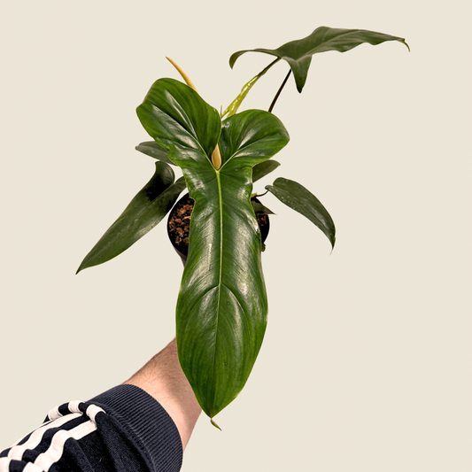 6" Philodendron 69686 'Bette Waterbury'