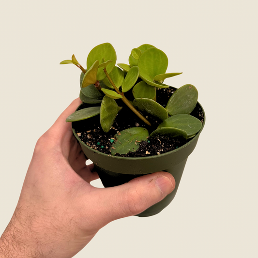 4" Peperomia Hope