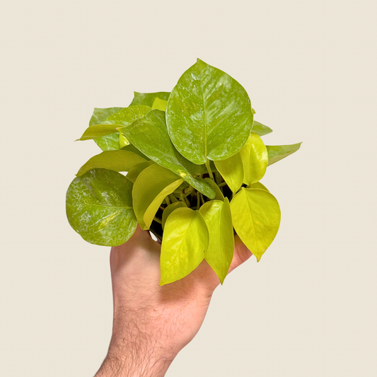 4" Pothos Neon