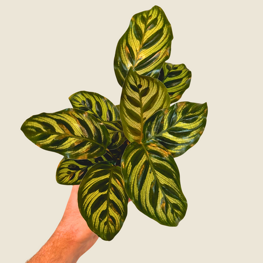 4" Calathea Makoyana