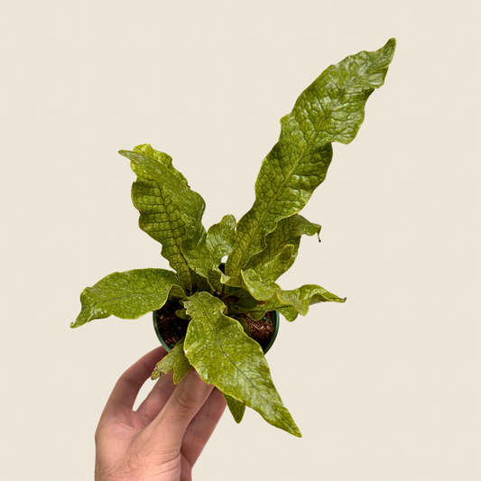 4" Fern Crocodile