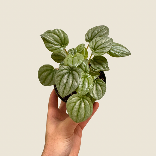 4" Peperomia Frost