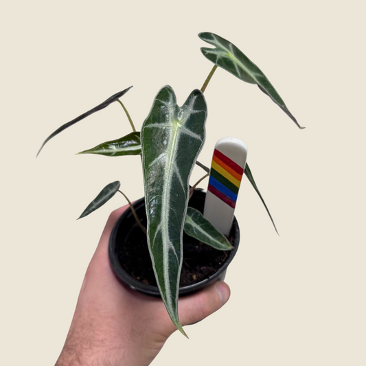4" Alocasia Bambino