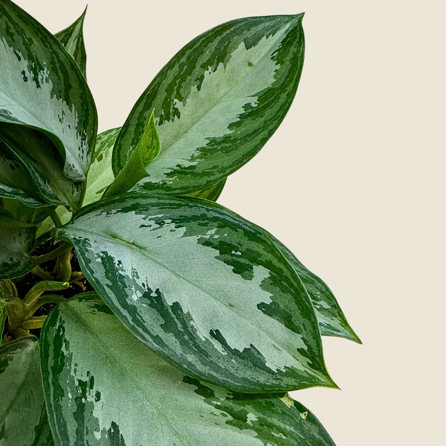 4" Aglaonema Silver Bay
