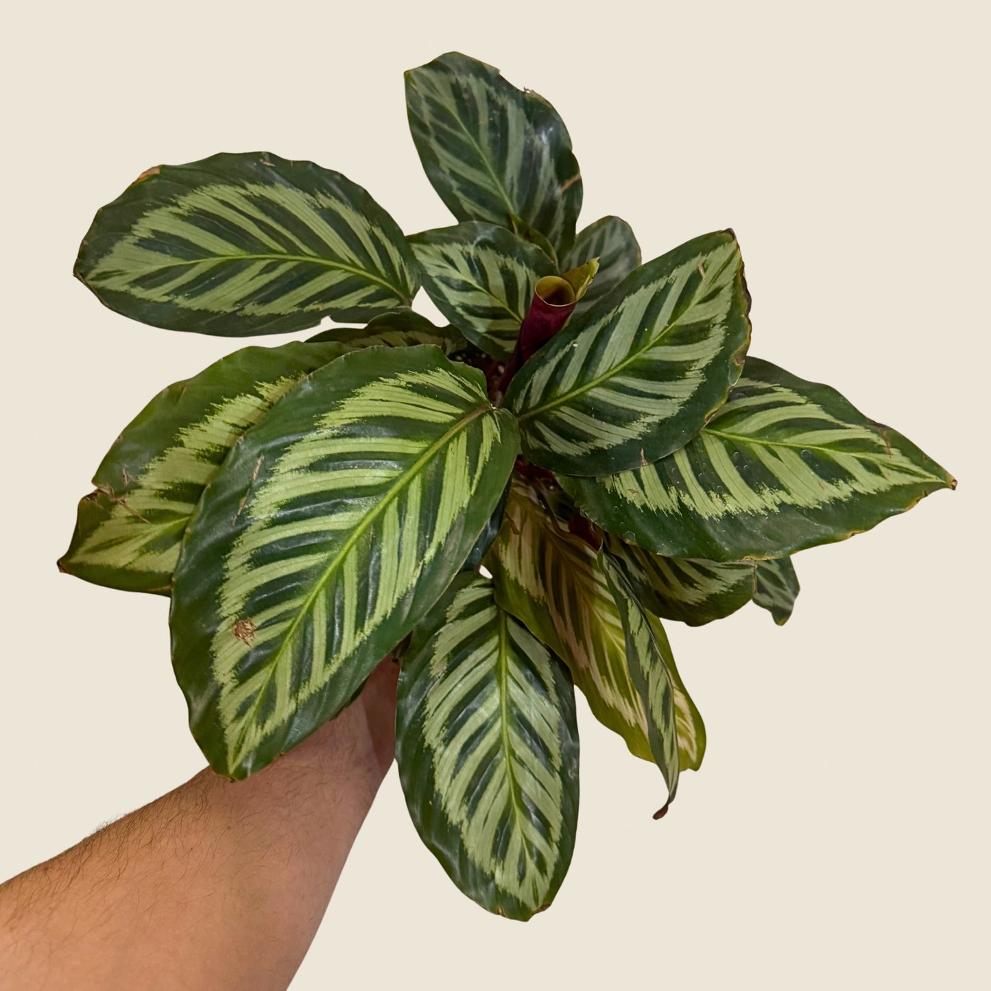 6" Calathea Red Peacock