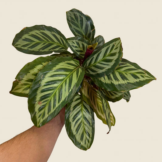 6" Calathea Red Peacock