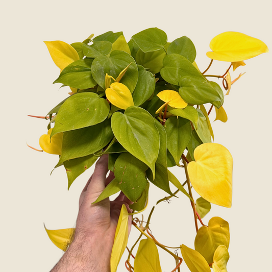 6" Philodendron Lemon Lime
