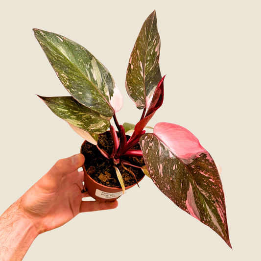 4" Philodendron Pink Princess 'Marble'