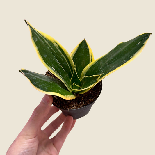 4" Sansevieria Lotus Hahnii