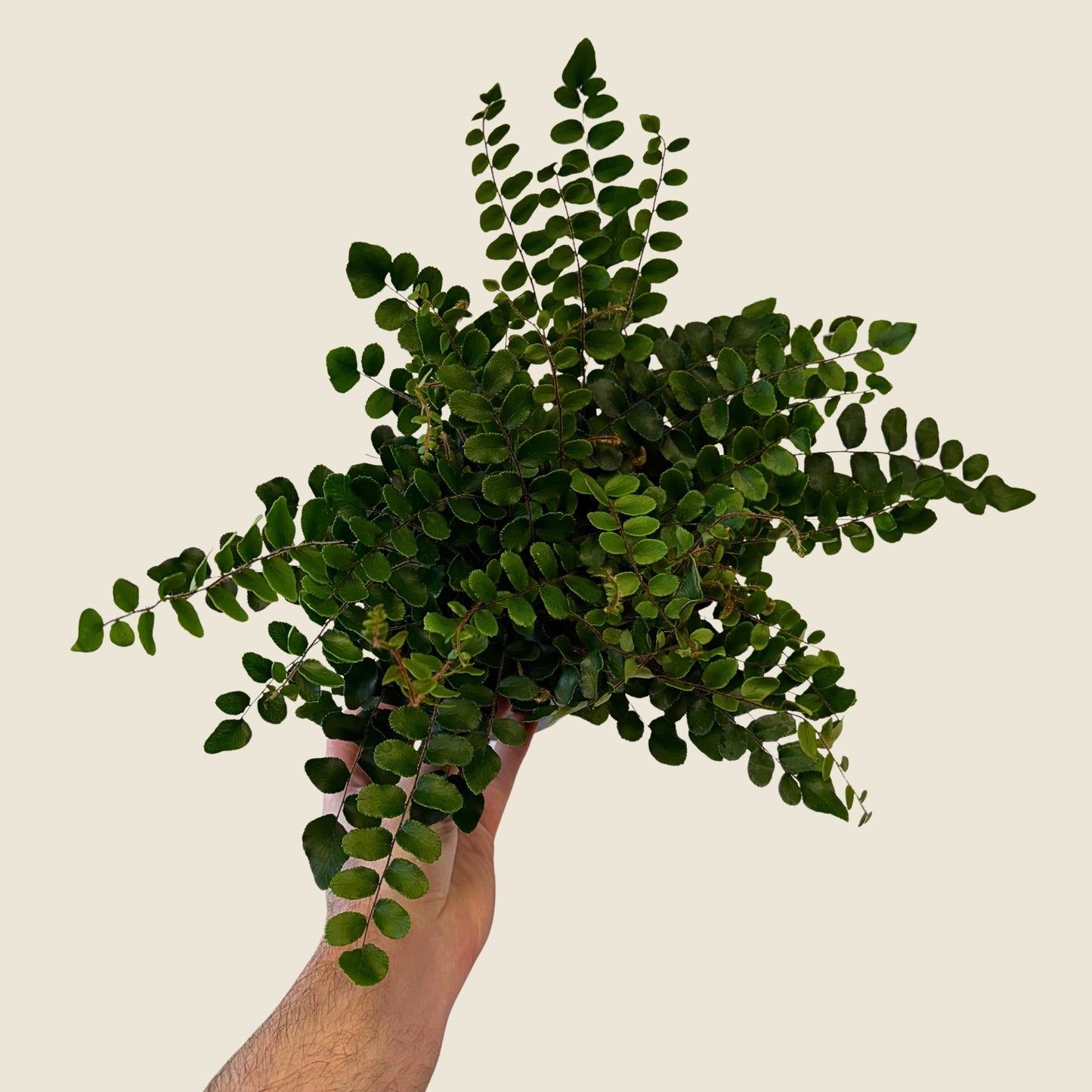 6" Fern Button