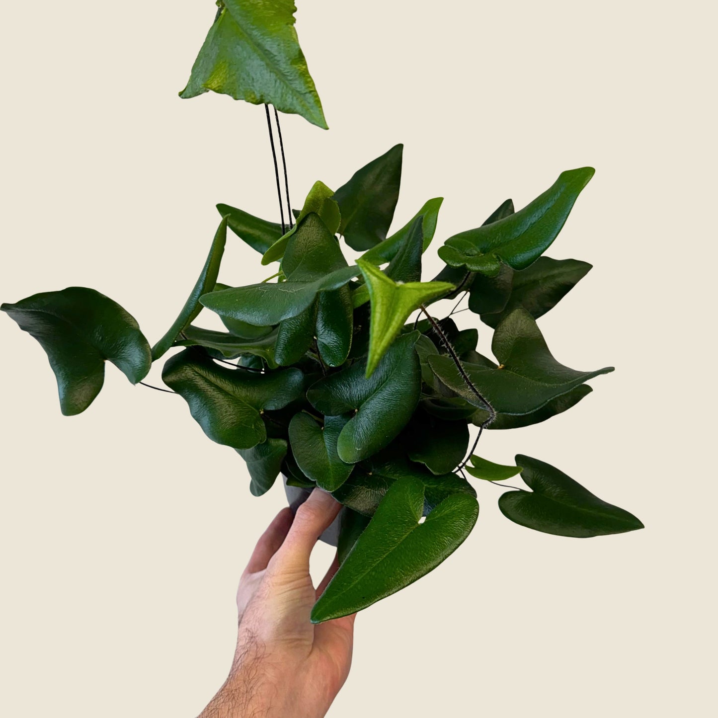 6" Fern Heart
