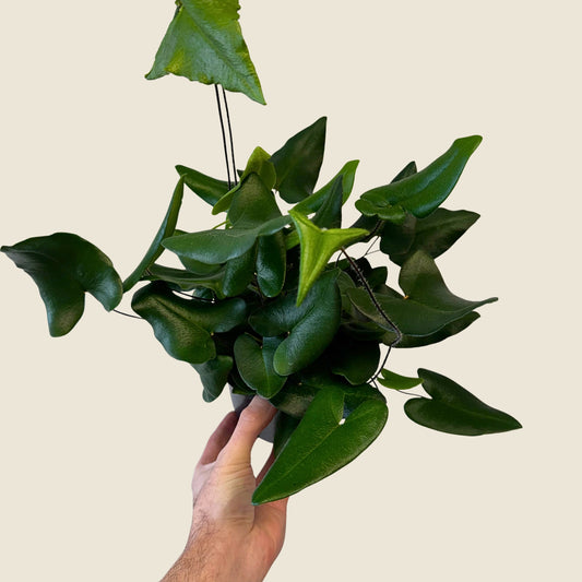 6" Fern Heart