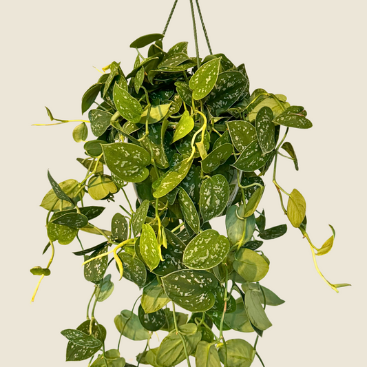 8" Scindapsus Pictus 'Satin' (Hanging Basket)