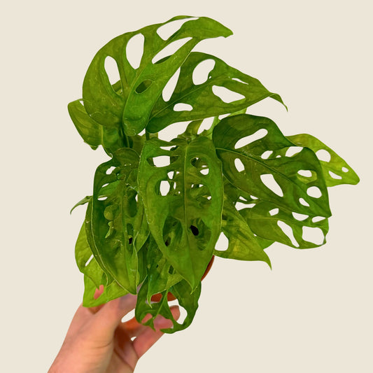 4" Monstera Adansonii 'Swiss Cheese'