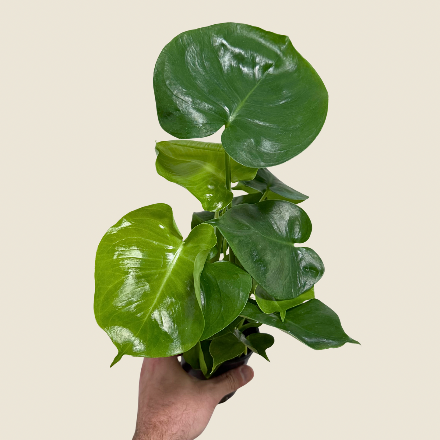 4" Monstera Deliciosa