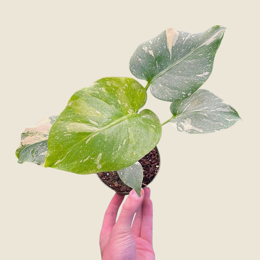 4" Monstera Thai Constellation